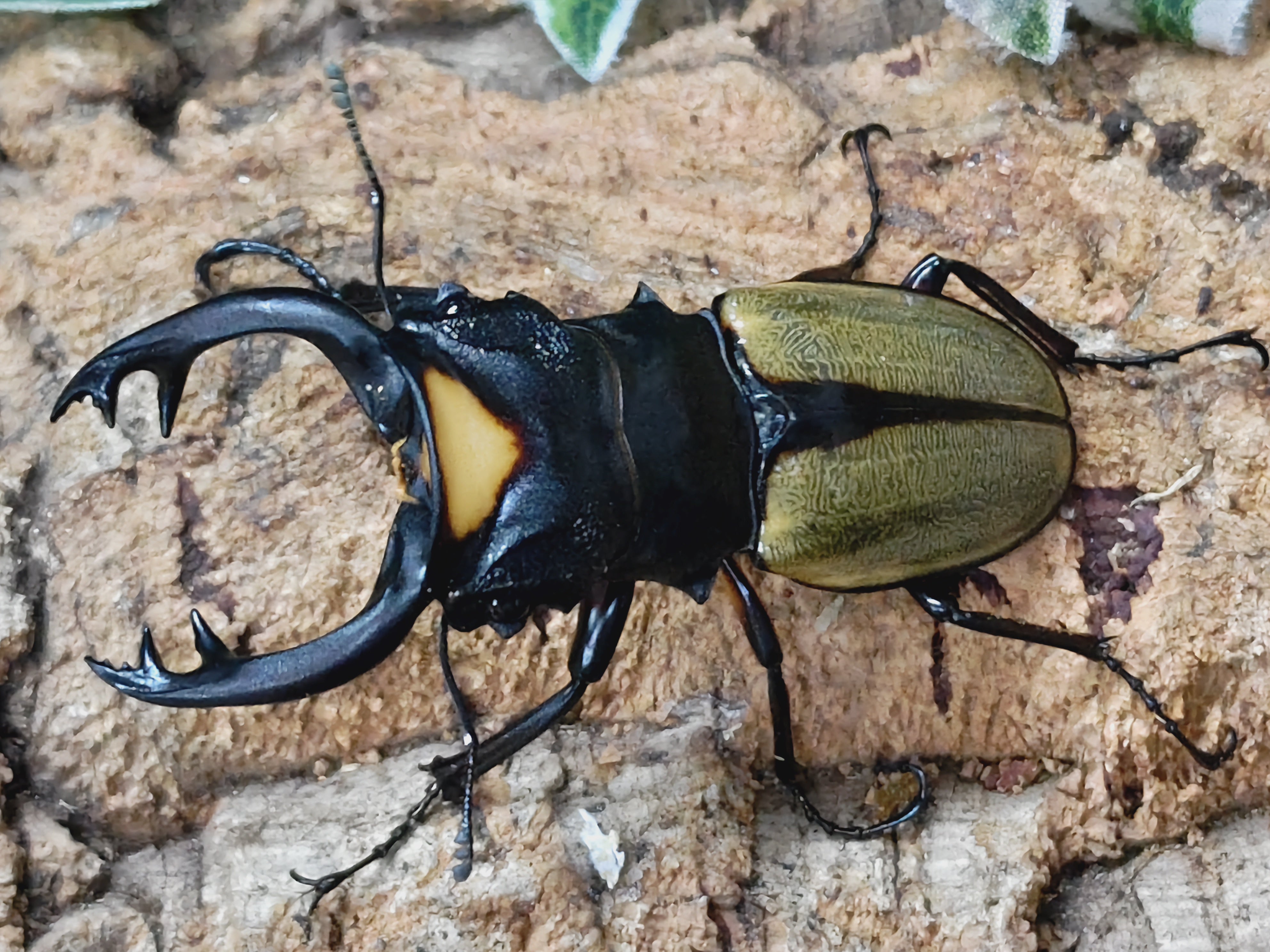 国産外国産カブトムシ・クワガタムシ等昆虫専門店カラーズ – クワガタムシ・カブトムシ昆虫専門店COLORS