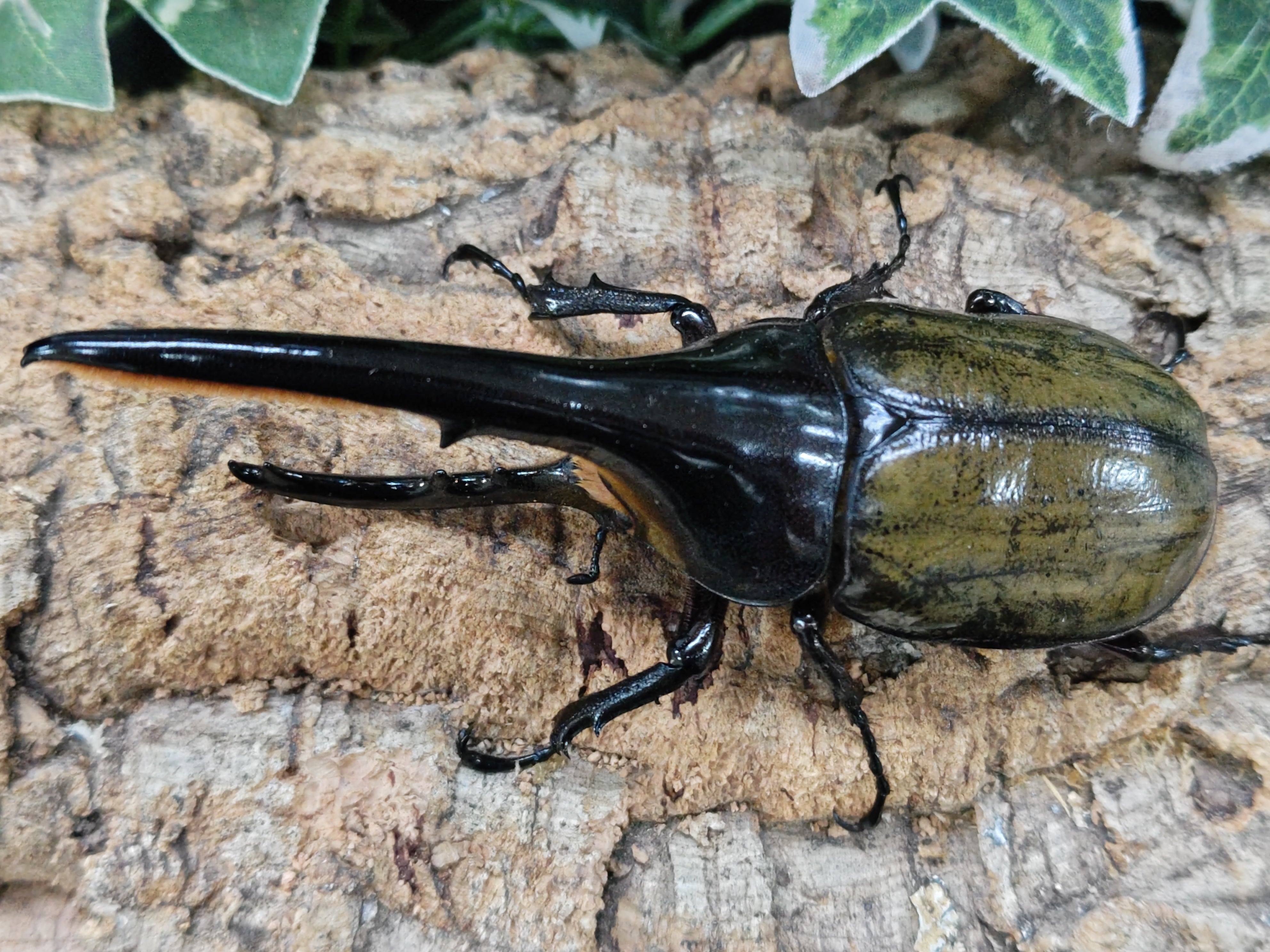 国産外国産カブトムシ・クワガタムシ等昆虫専門店カラーズ – クワガタムシ・カブトムシ昆虫専門店COLORS