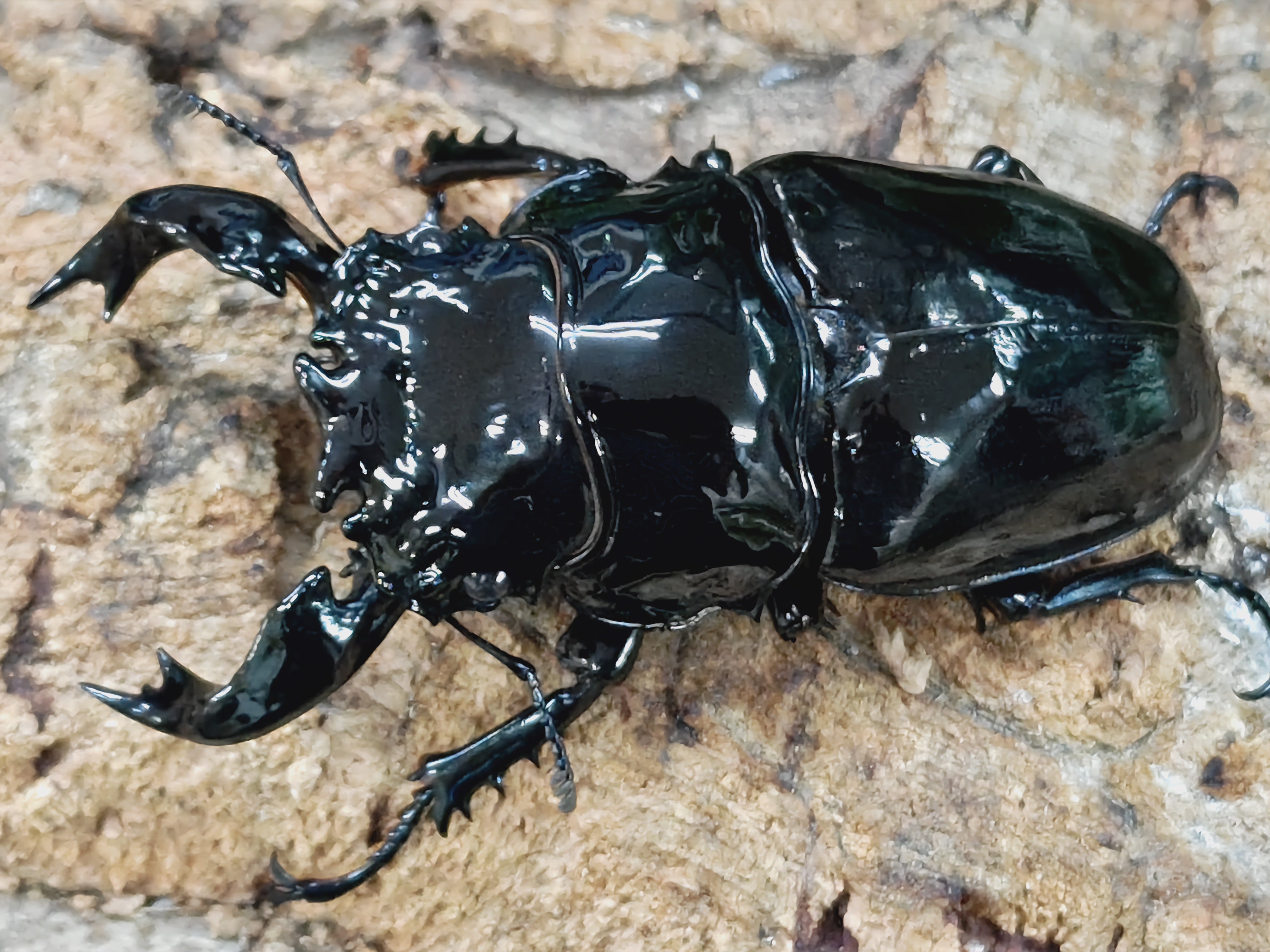 ゴホンヅノカブトムシ 標本① 粗い