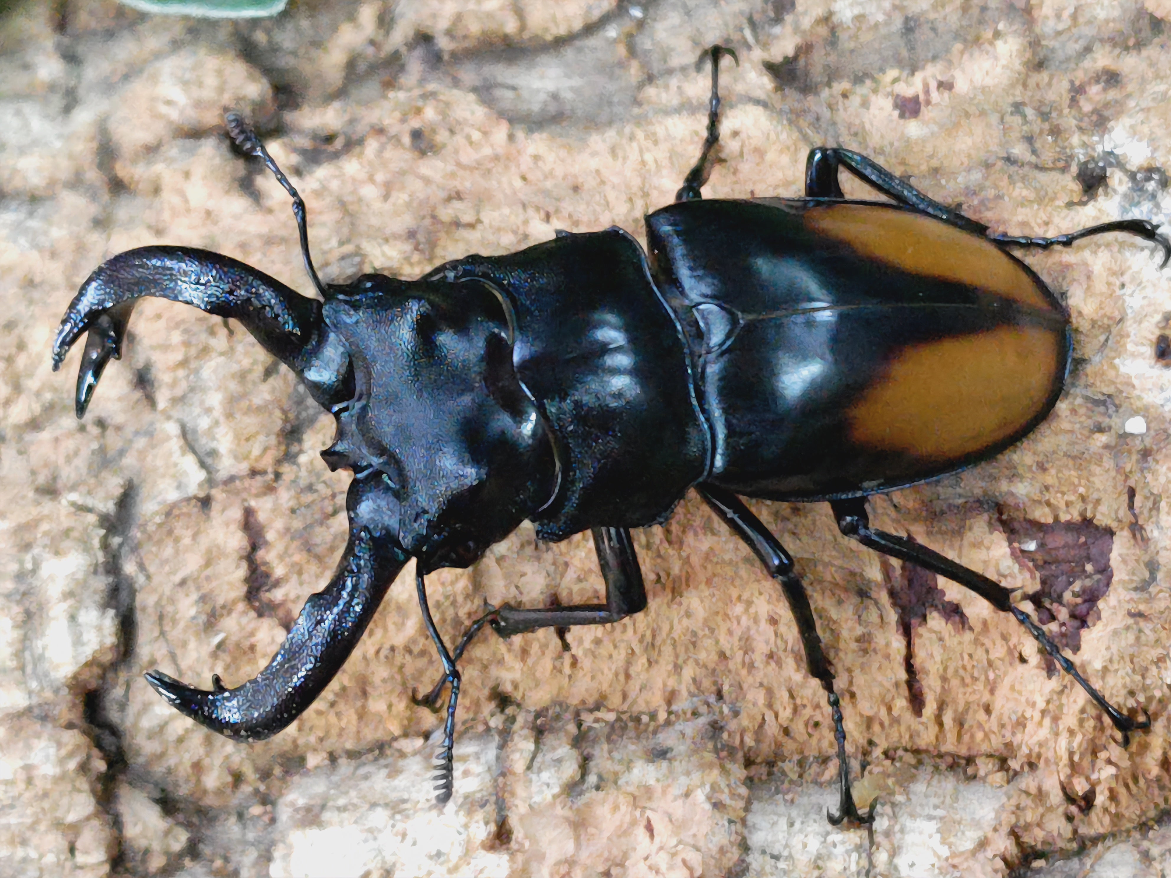 国産外国産カブトムシ・クワガタムシ等昆虫専門店カラーズ – クワガタムシ・カブトムシ昆虫専門店COLORS