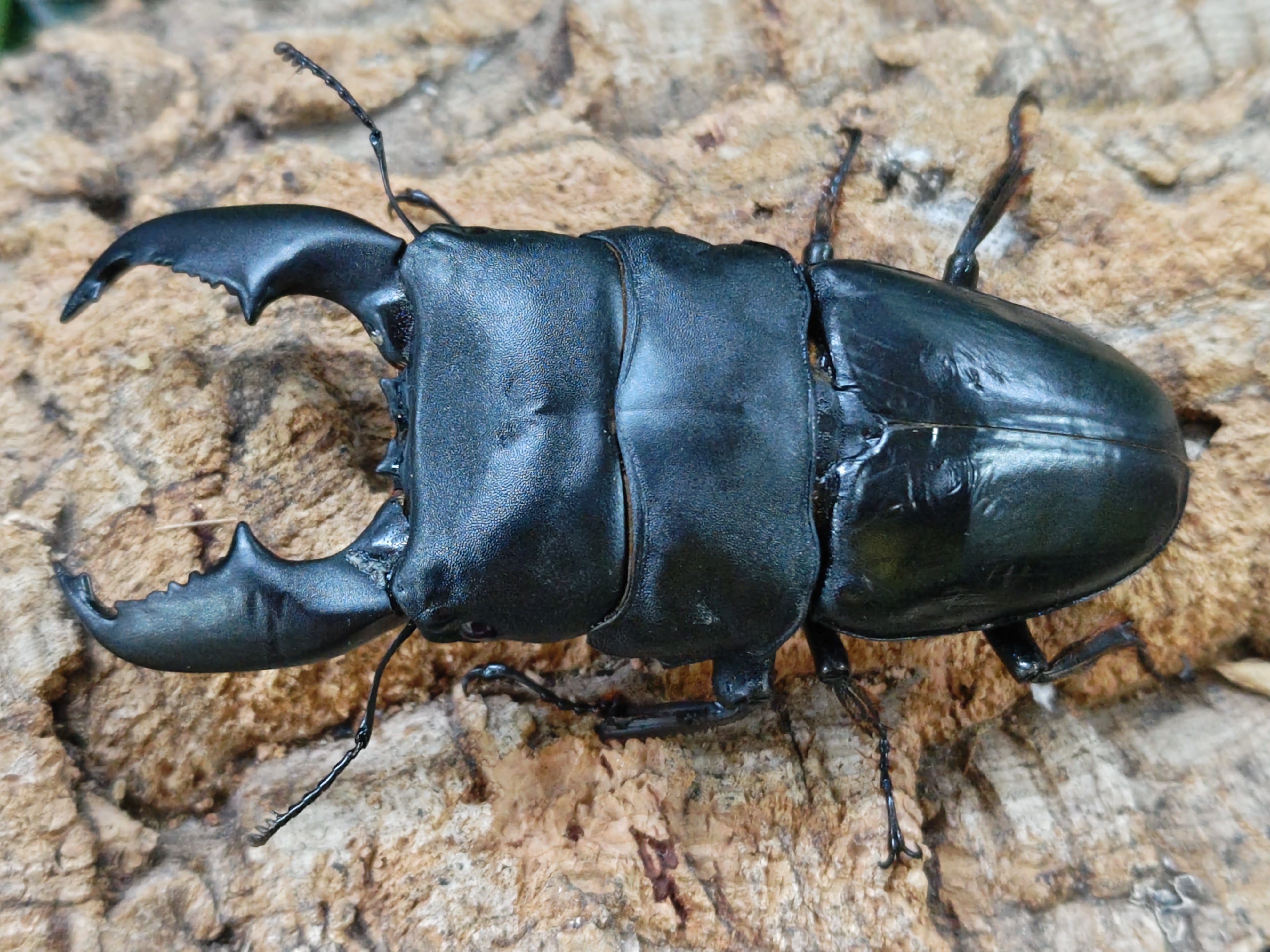 国産外国産カブトムシ・クワガタムシ等昆虫専門店カラーズ – クワガタムシ・カブトムシ昆虫専門店COLORS