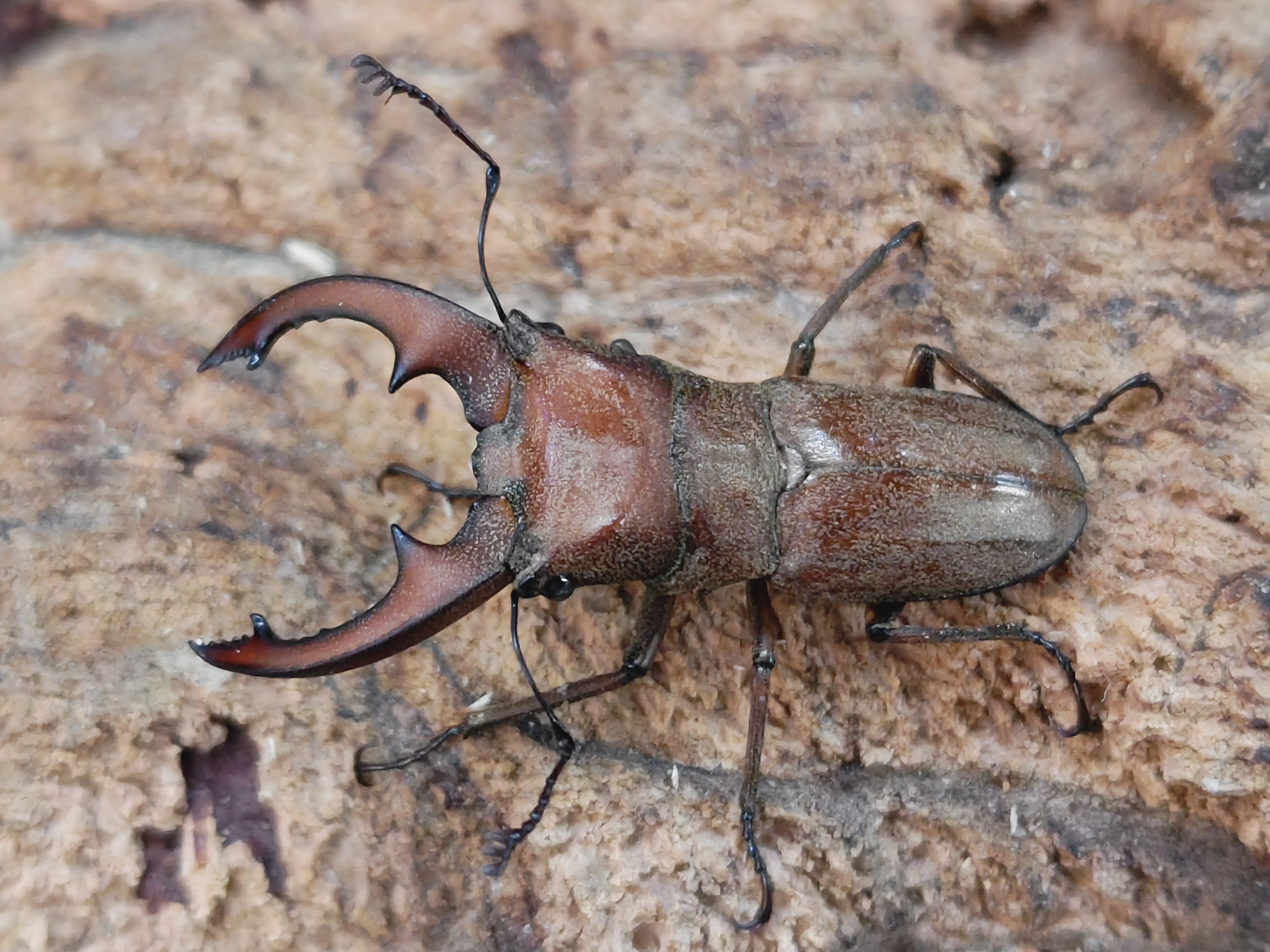 国産外国産カブトムシ・クワガタムシ等昆虫専門店カラーズ – クワガタムシ・カブトムシ昆虫専門店COLORS