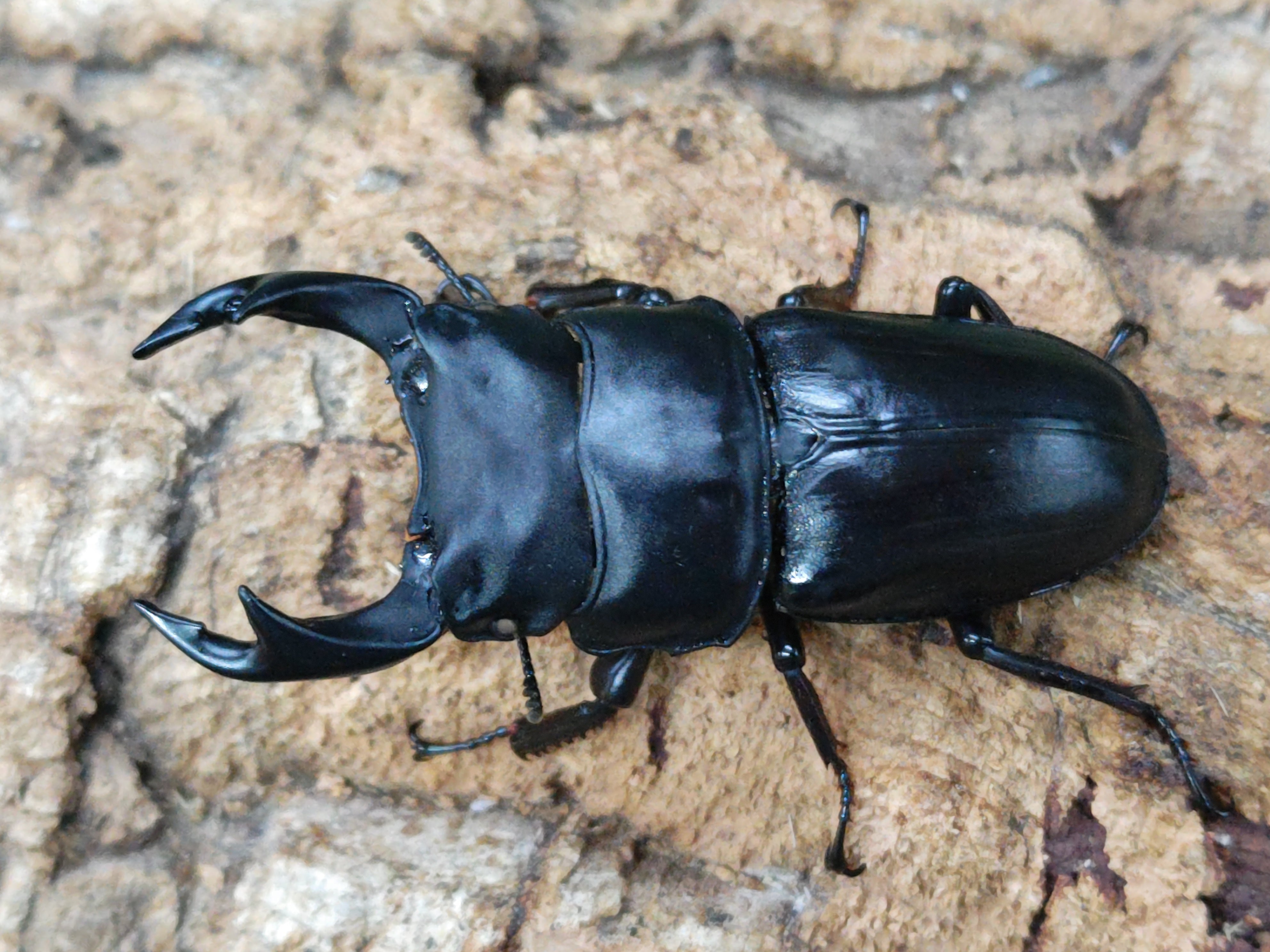 国産外国産カブトムシ・クワガタムシ等昆虫専門店カラーズ – クワガタムシ・カブトムシ昆虫専門店COLORS