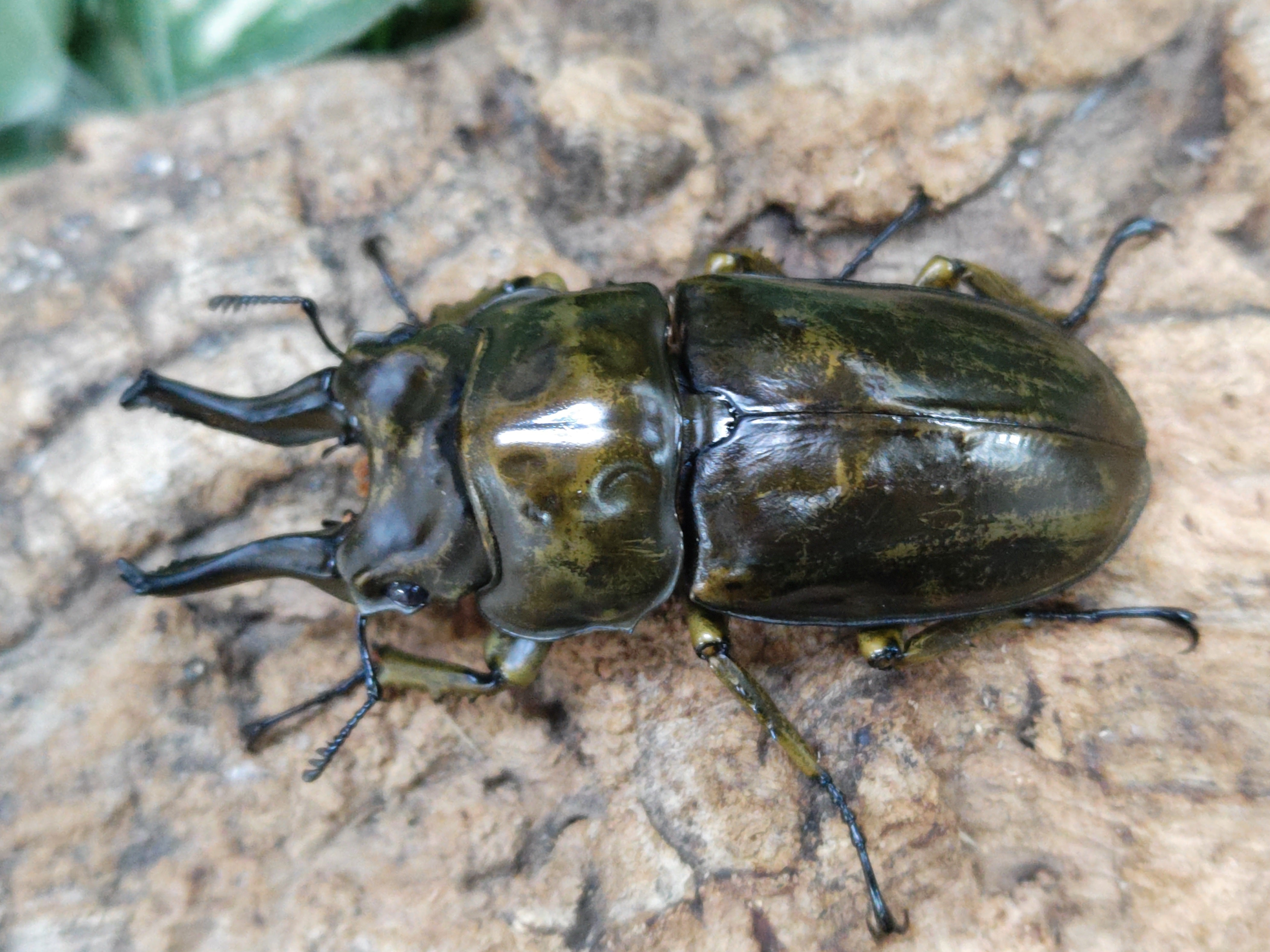 国産外国産カブトムシ・クワガタムシ等昆虫専門店カラーズ – クワガタムシ・カブトムシ昆虫専門店COLORS