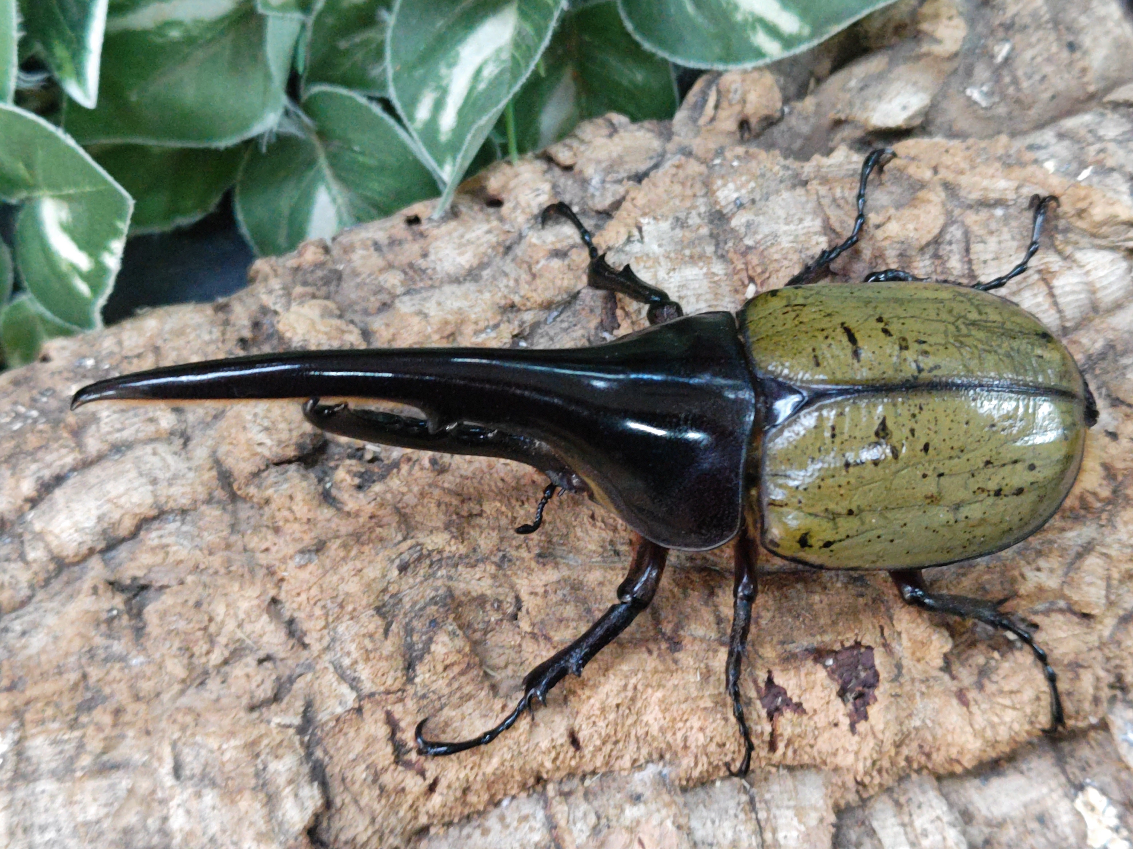 国産外国産カブトムシ・クワガタムシ等昆虫専門店カラーズ – クワガタムシ・カブトムシ昆虫専門店COLORS