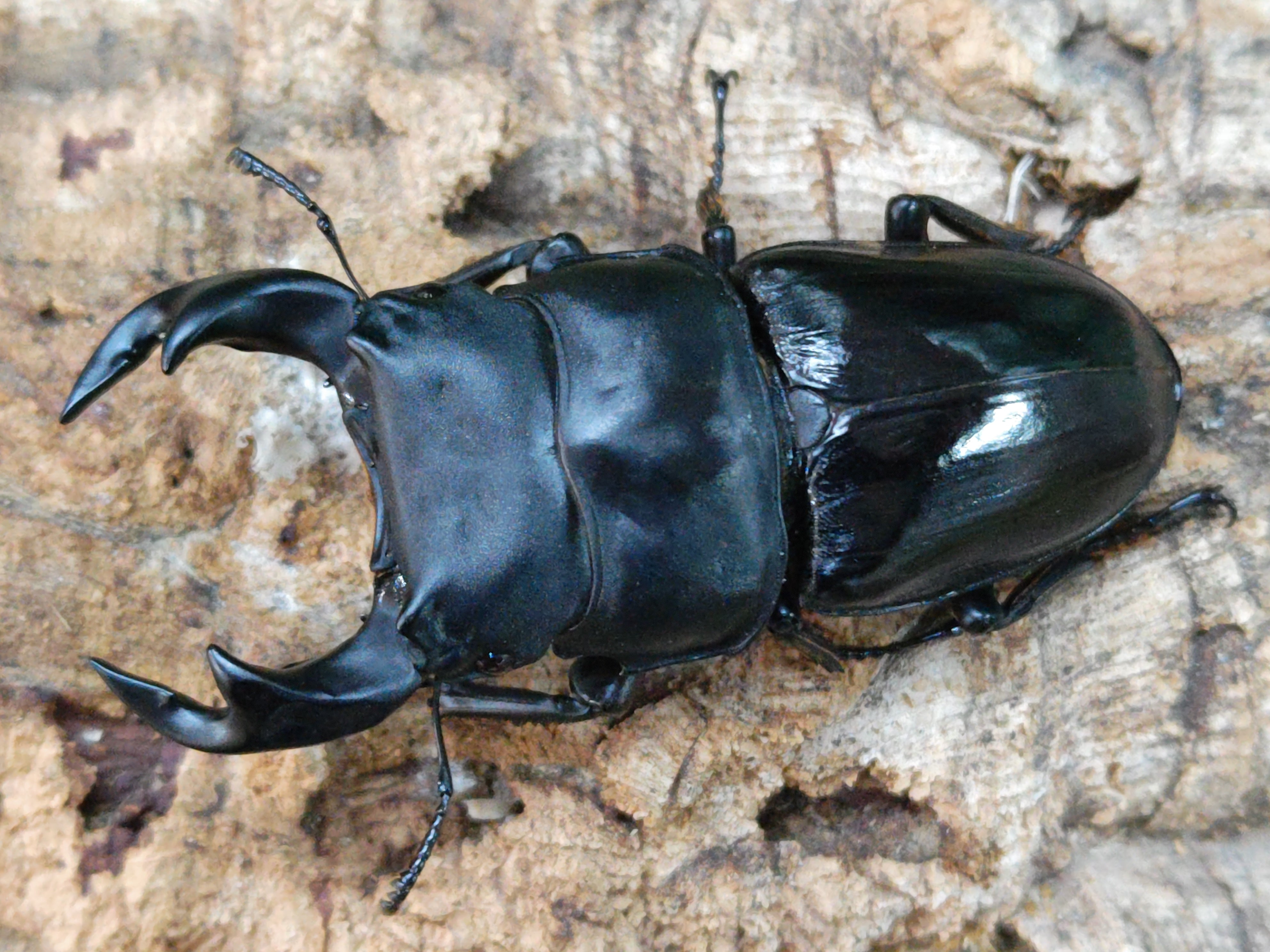 国産外国産カブトムシ・クワガタムシ等昆虫専門店カラーズ – クワガタムシ・カブトムシ昆虫専門店COLORS