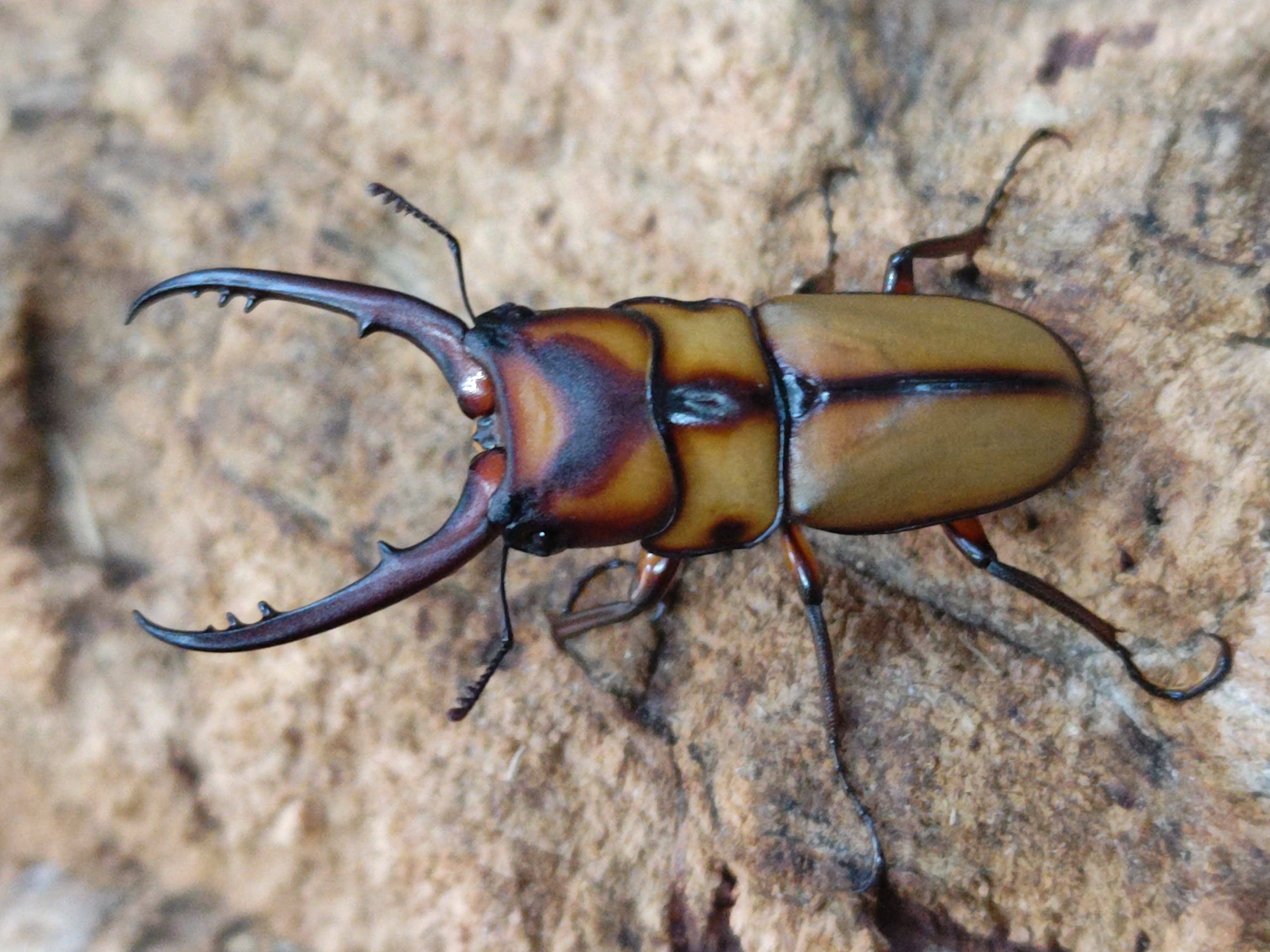 国産外国産カブトムシ・クワガタムシ等昆虫専門店カラーズ – クワガタムシ・カブトムシ昆虫専門店COLORS