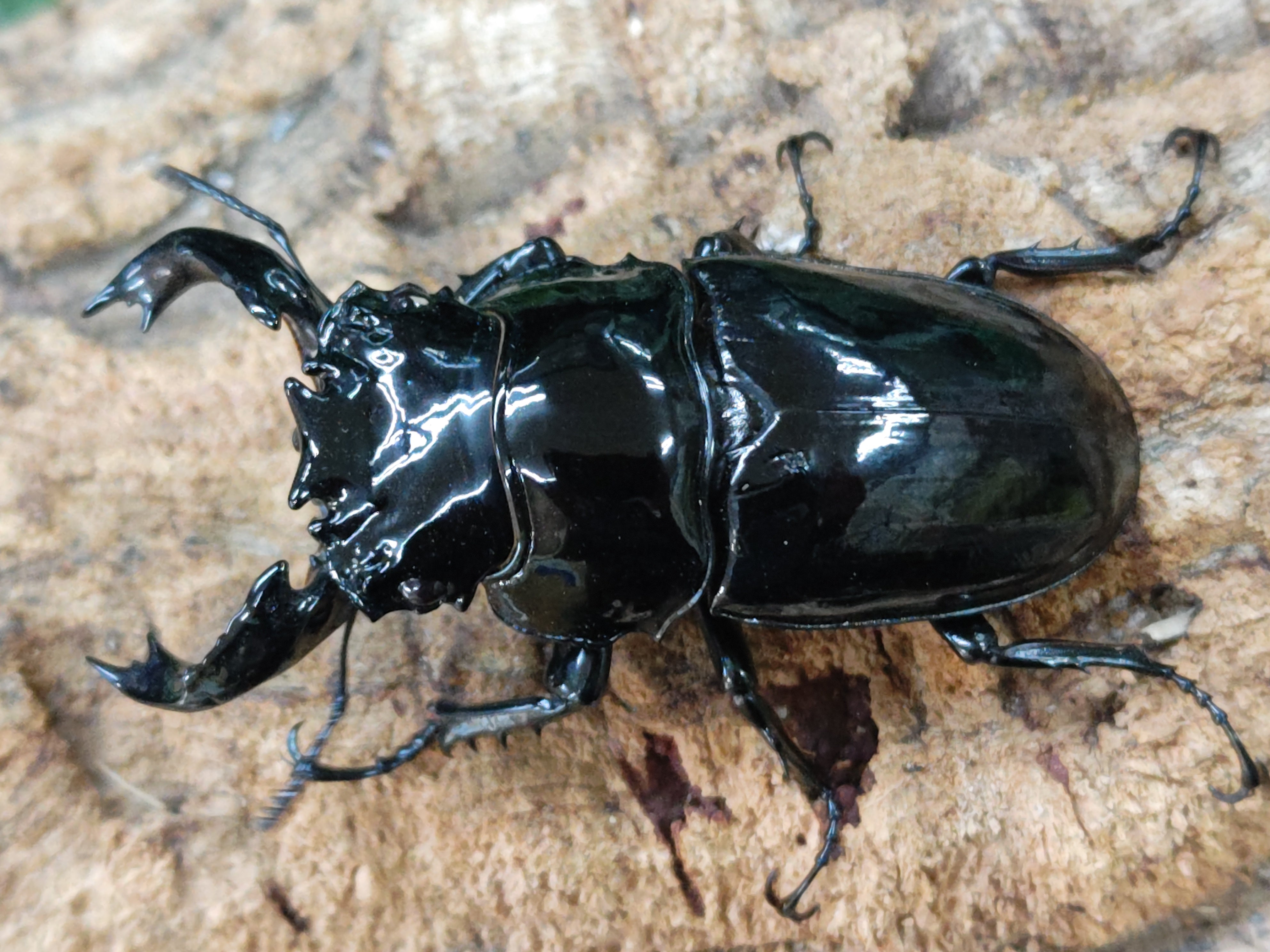 国産外国産カブトムシ・クワガタムシ等昆虫専門店カラーズ – クワガタムシ・カブトムシ昆虫専門店COLORS