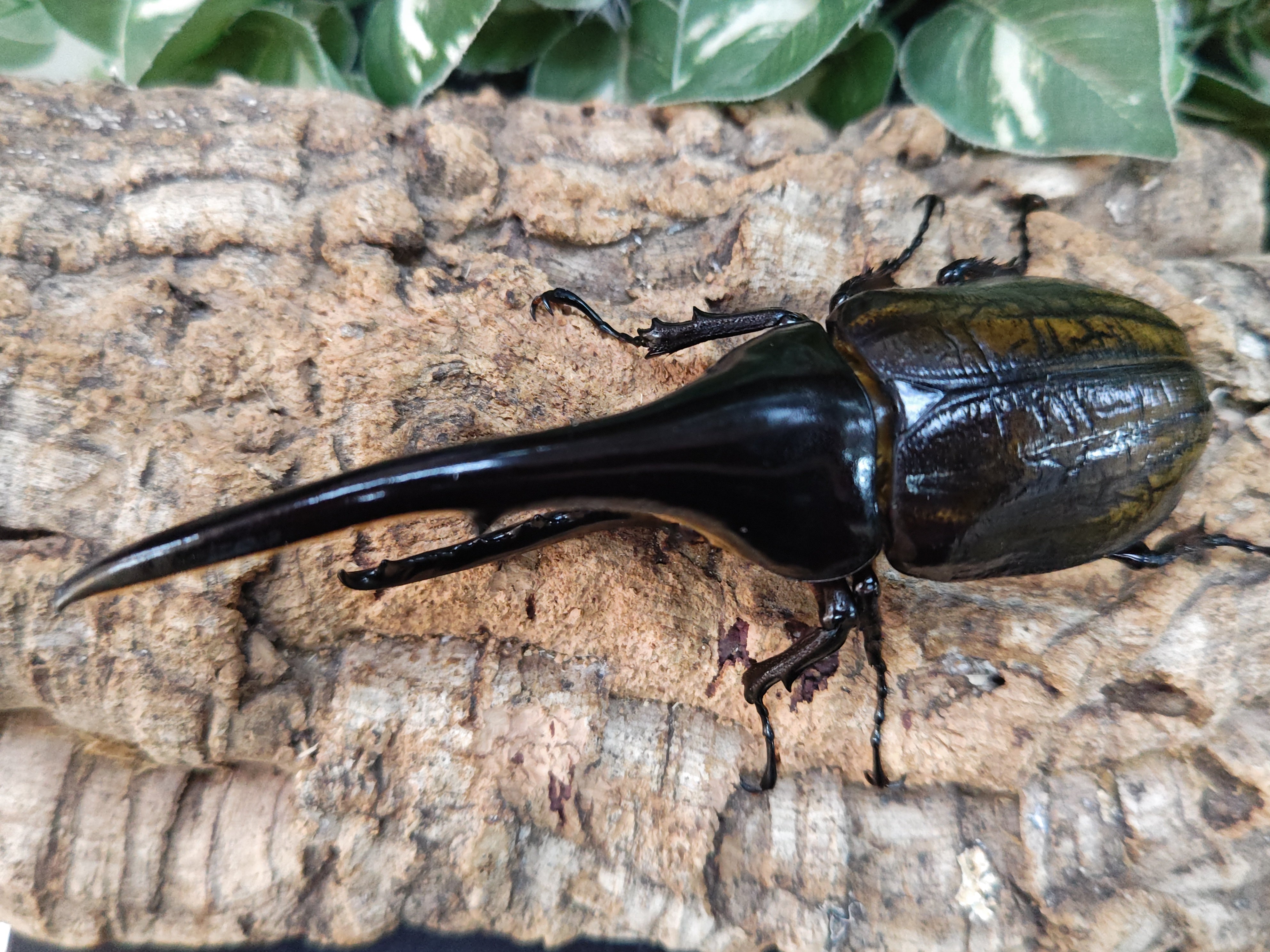 国産外国産カブトムシ・クワガタムシ等昆虫専門店カラーズ – クワガタムシ・カブトムシ昆虫専門店COLORS