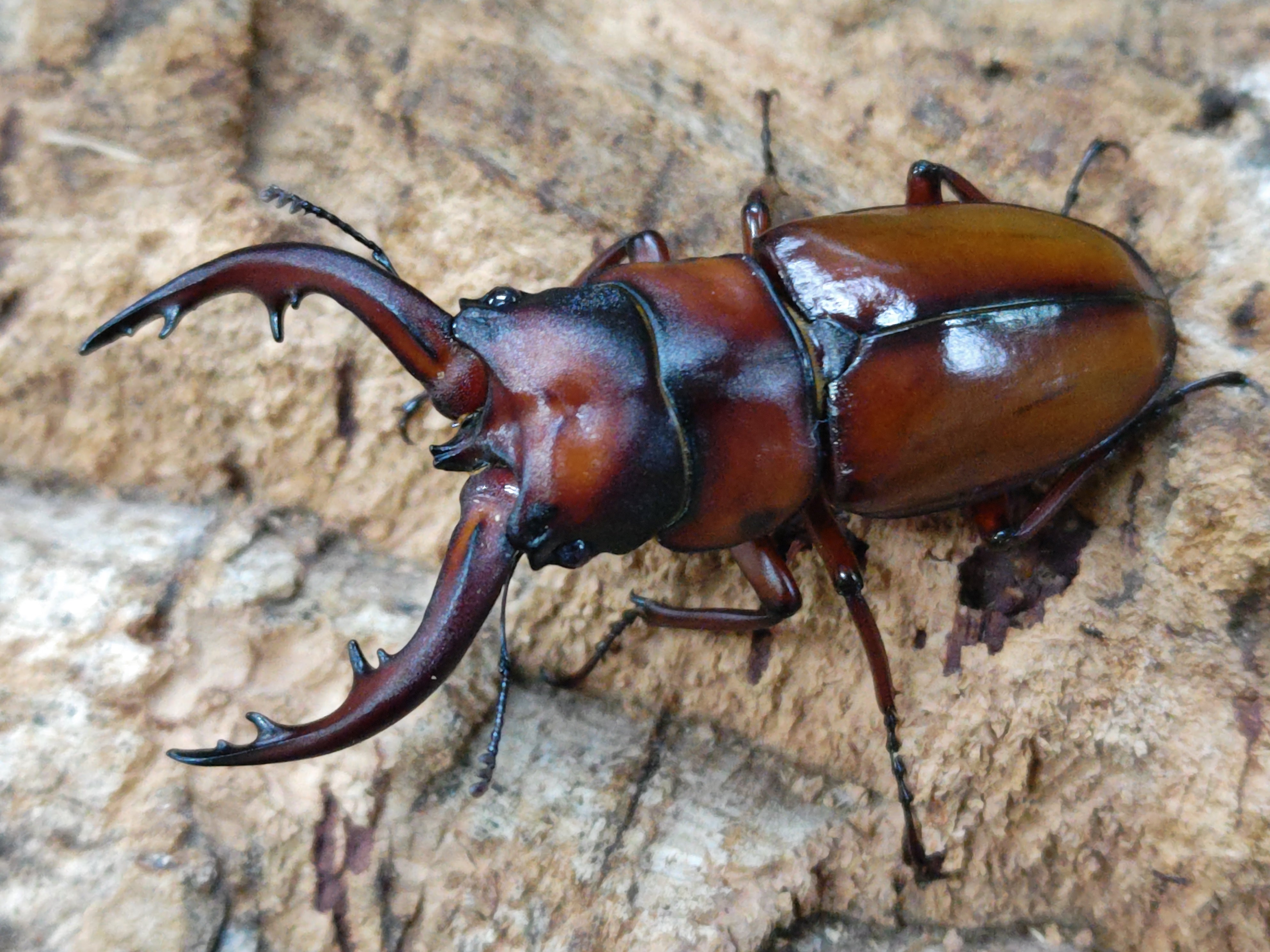 国産外国産カブトムシ・クワガタムシ等昆虫専門店カラーズ – クワガタムシ・カブトムシ昆虫専門店COLORS