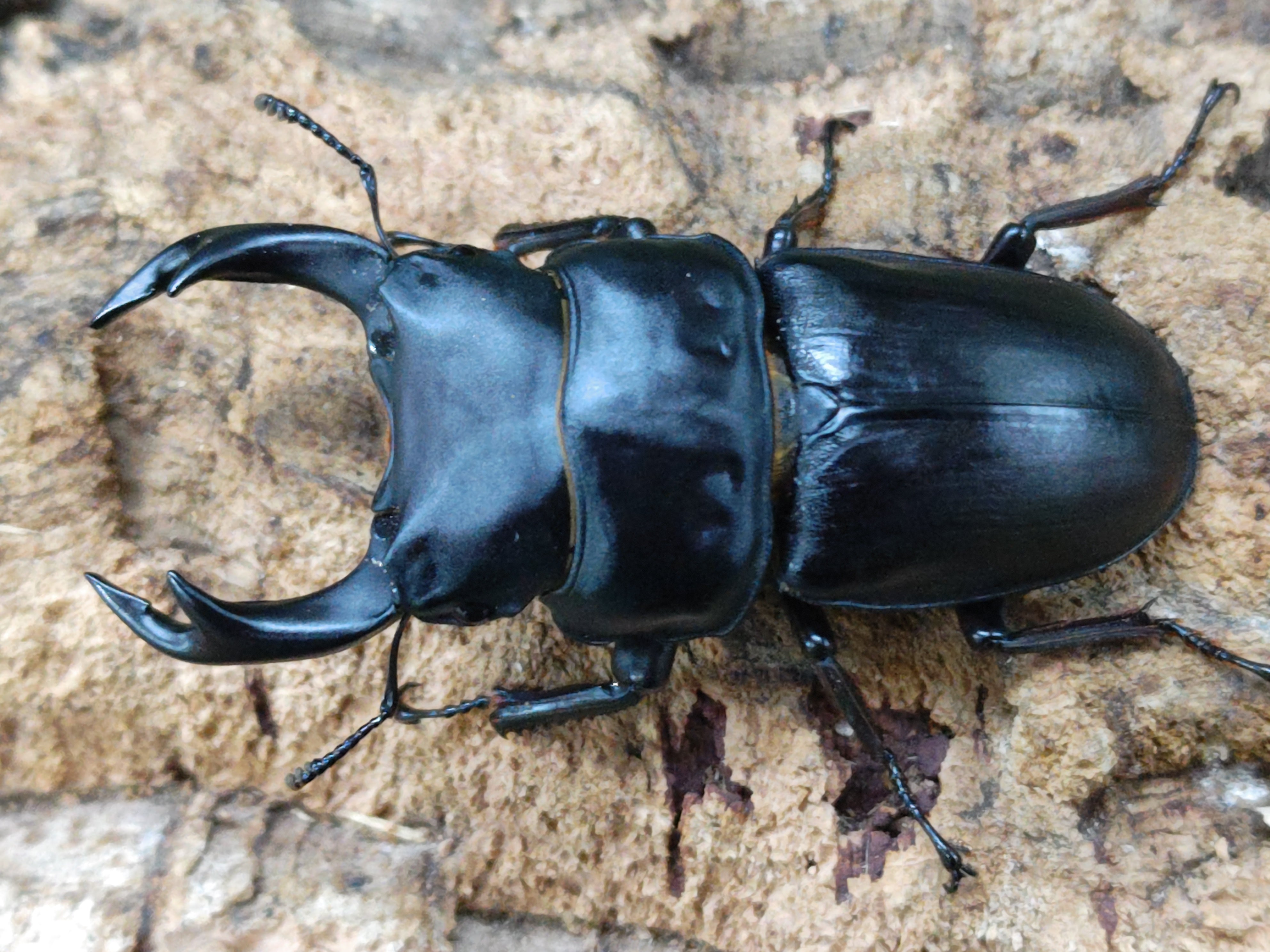 国産外国産カブトムシ・クワガタムシ等昆虫専門店カラーズ – クワガタムシ・カブトムシ昆虫専門店COLORS