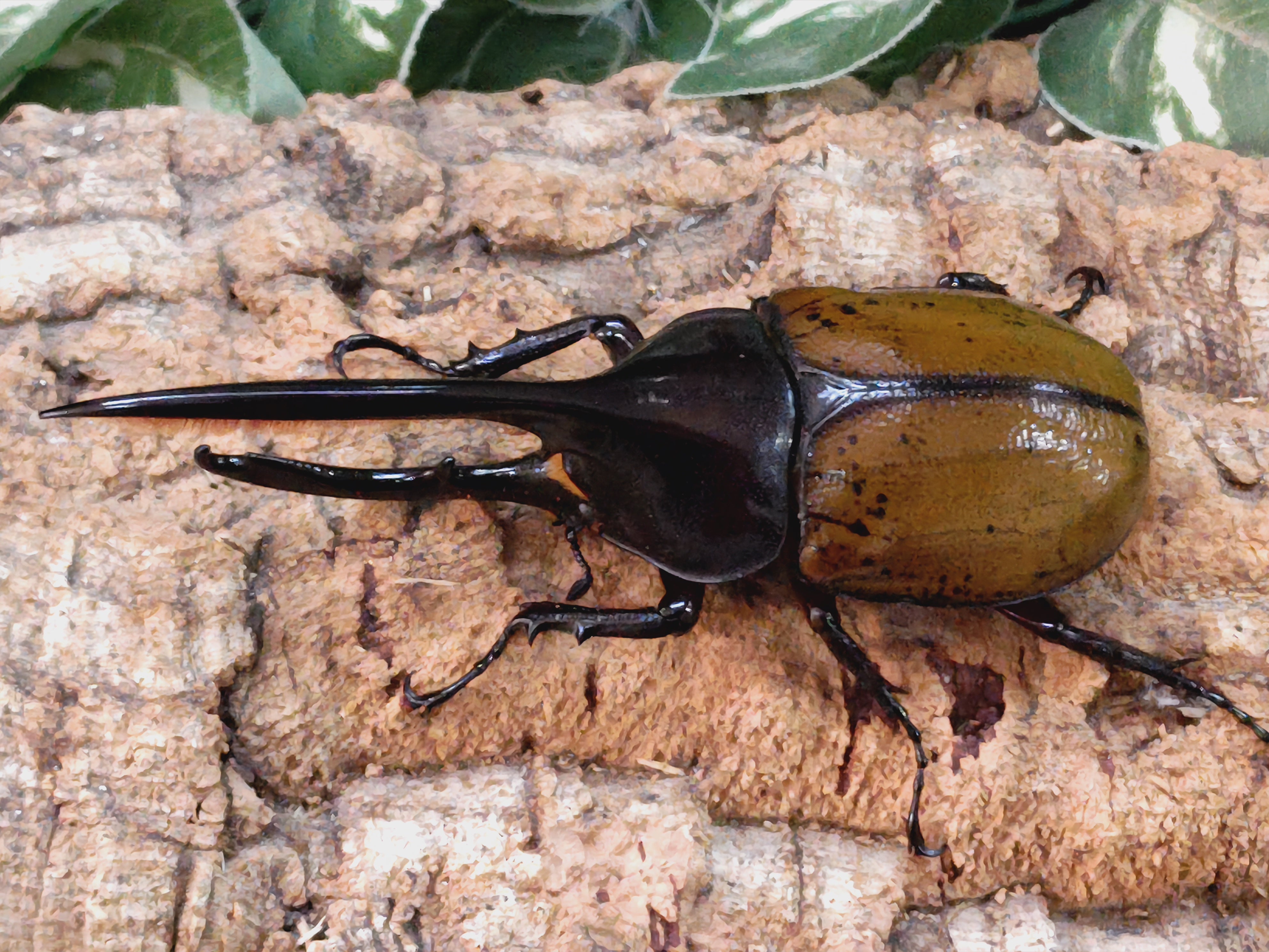 国産外国産カブトムシ・クワガタムシ等昆虫専門店カラーズ – クワガタムシ・カブトムシ昆虫専門店COLORS