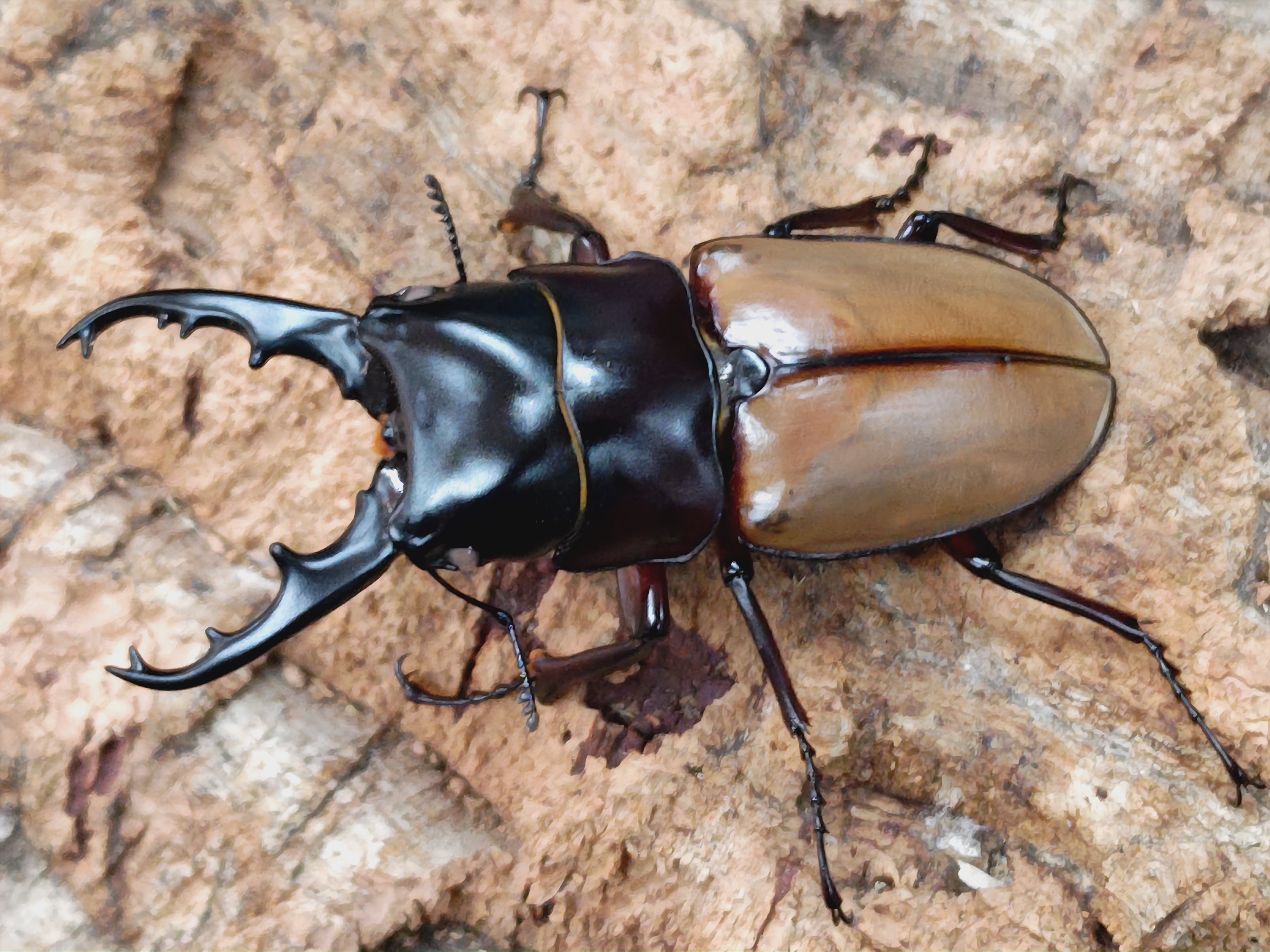 国産外国産カブトムシ・クワガタムシ等昆虫専門店カラーズ – クワガタムシ・カブトムシ昆虫専門店COLORS