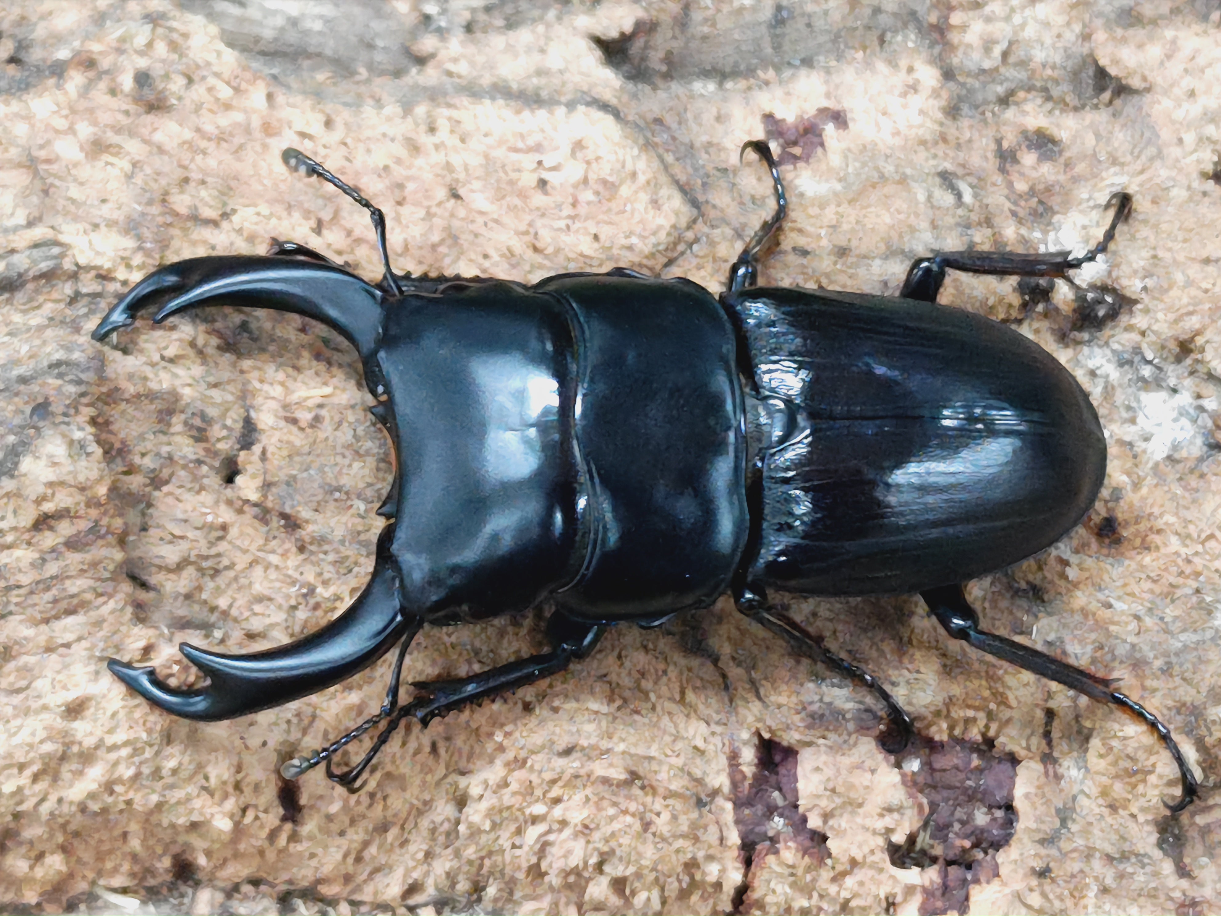 国産外国産カブトムシ・クワガタムシ等昆虫専門店カラーズ – クワガタムシ・カブトムシ昆虫専門店COLORS