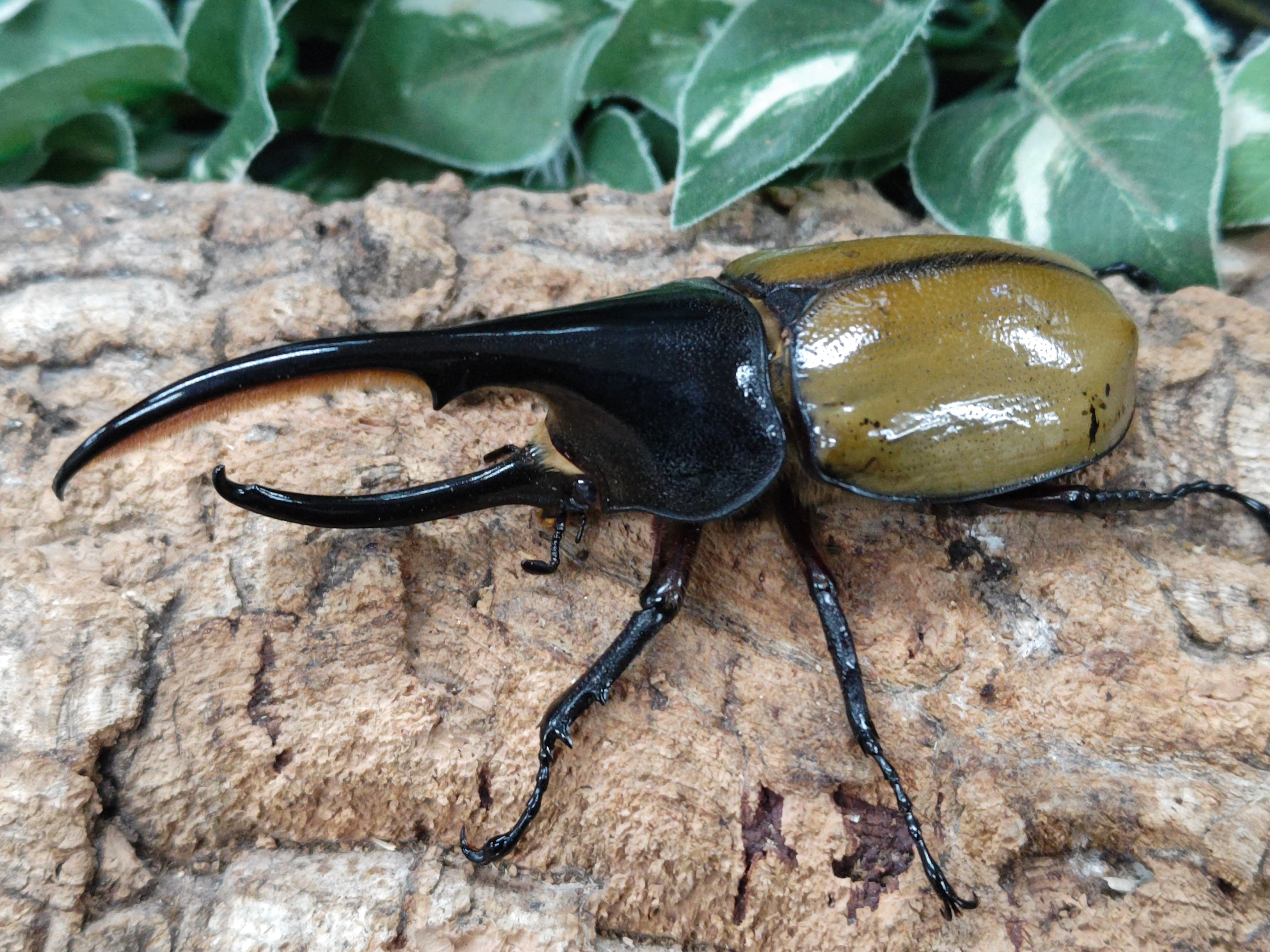 国産外国産カブトムシ・クワガタムシ等昆虫専門店カラーズ – クワガタムシ・カブトムシ昆虫専門店COLORS