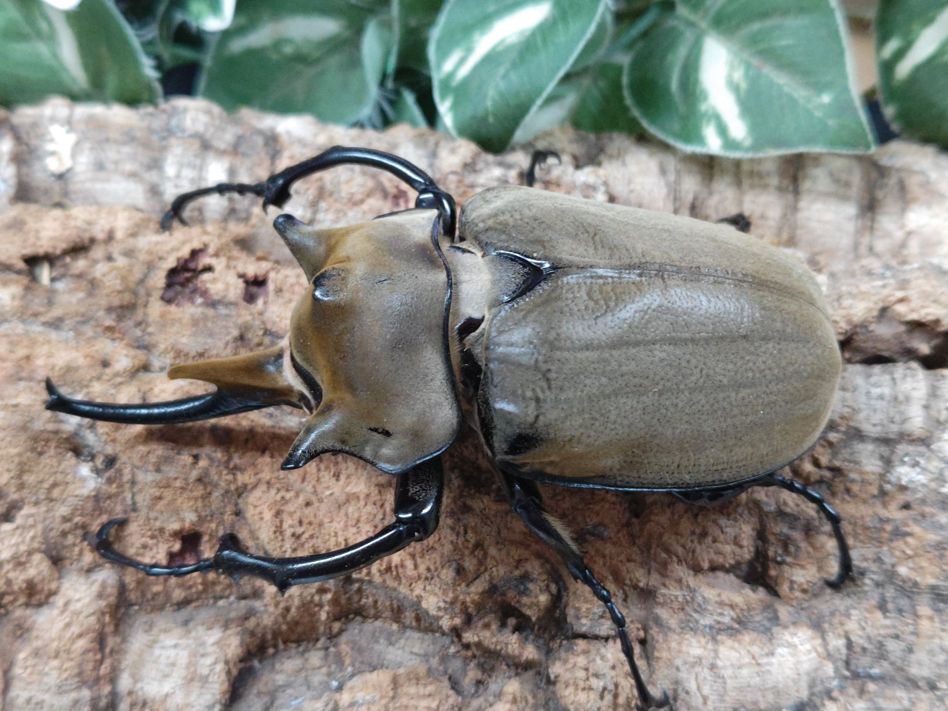 国産外国産カブトムシ・クワガタムシ等昆虫専門店カラーズ – クワガタムシ・カブトムシ昆虫専門店COLORS