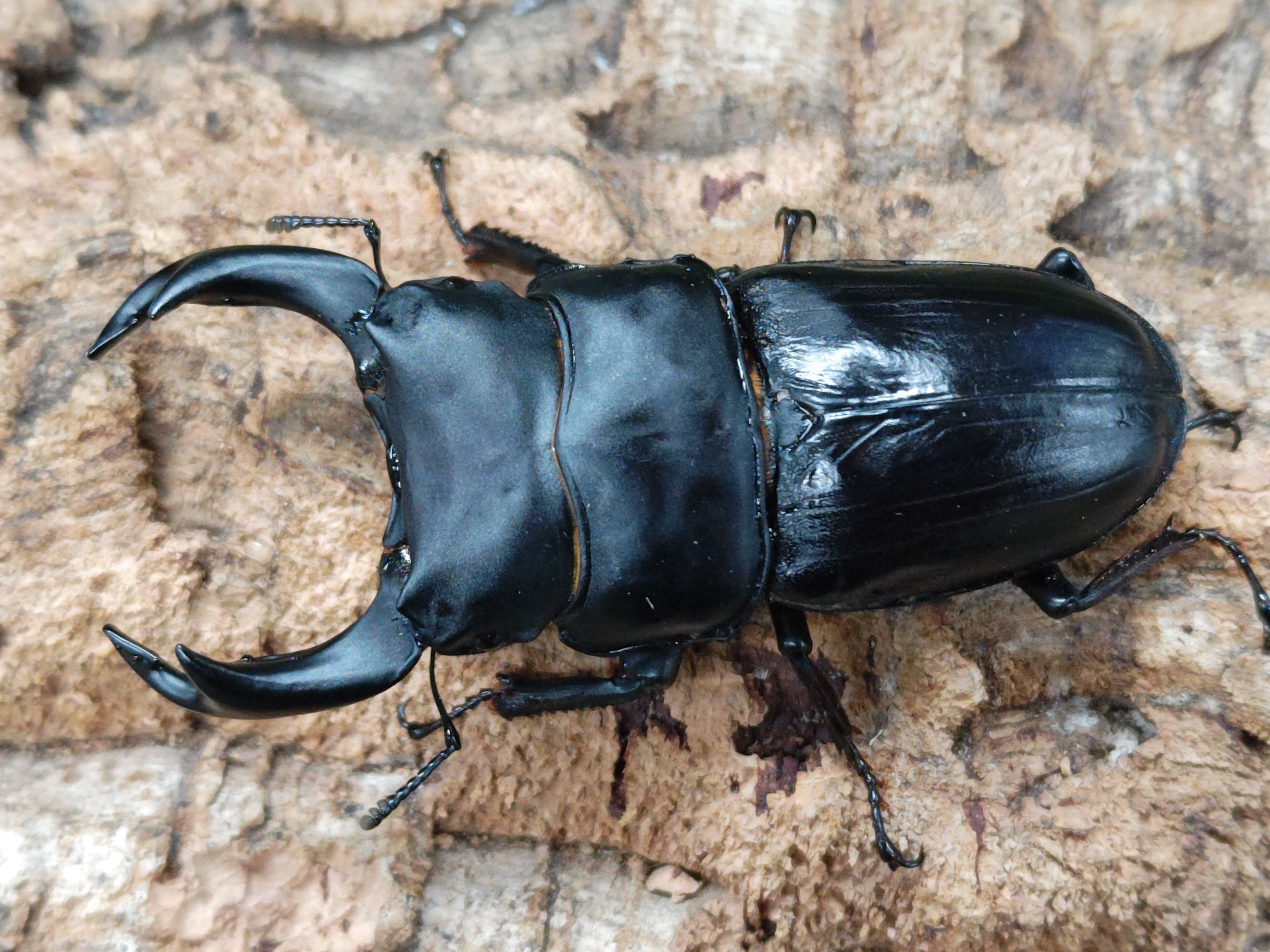 国産外国産カブトムシ・クワガタムシ等昆虫専門店カラーズ – クワガタムシ・カブトムシ昆虫専門店COLORS