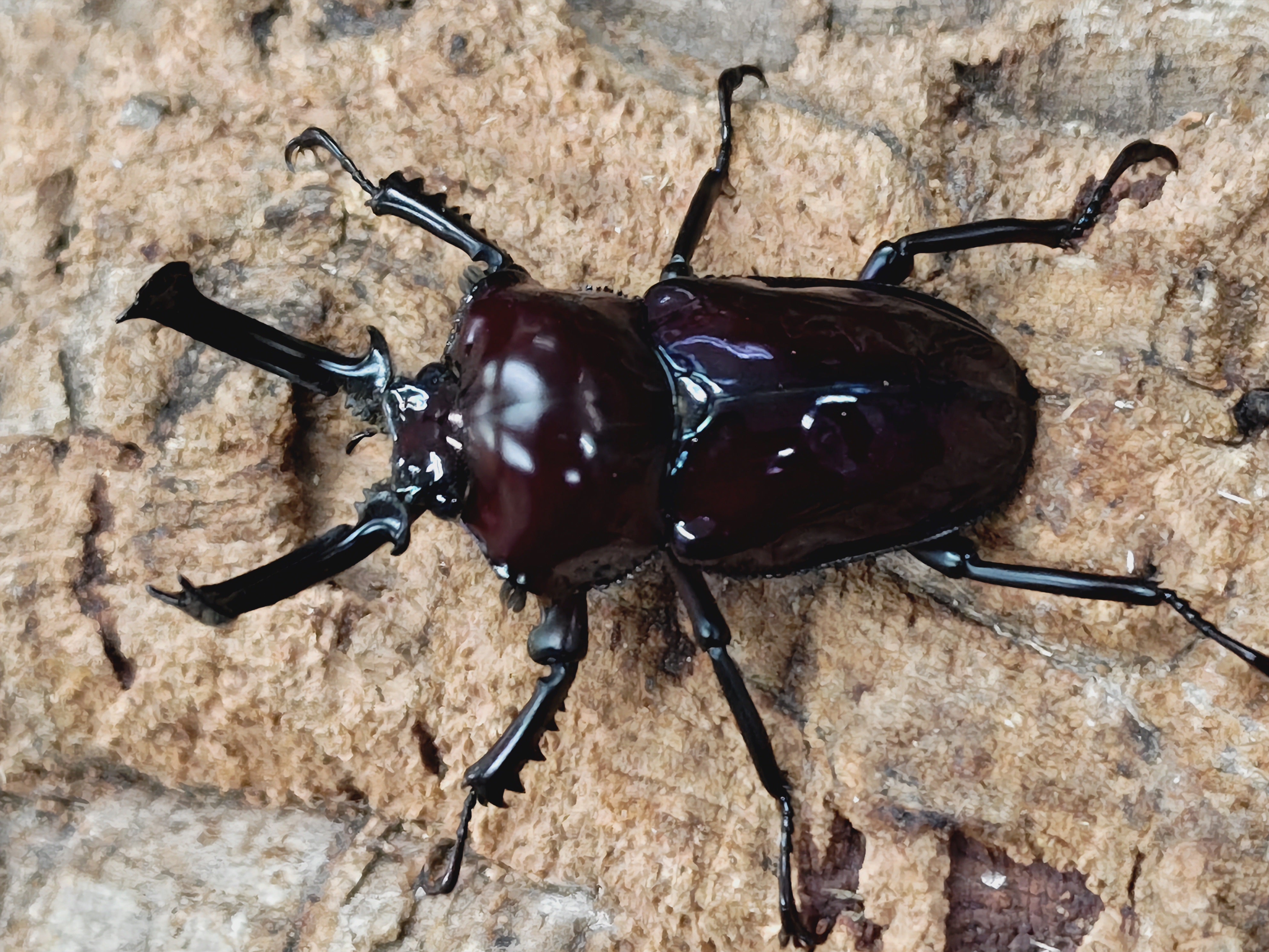 カブトムシ クワガタ 販売可能リスト - その他