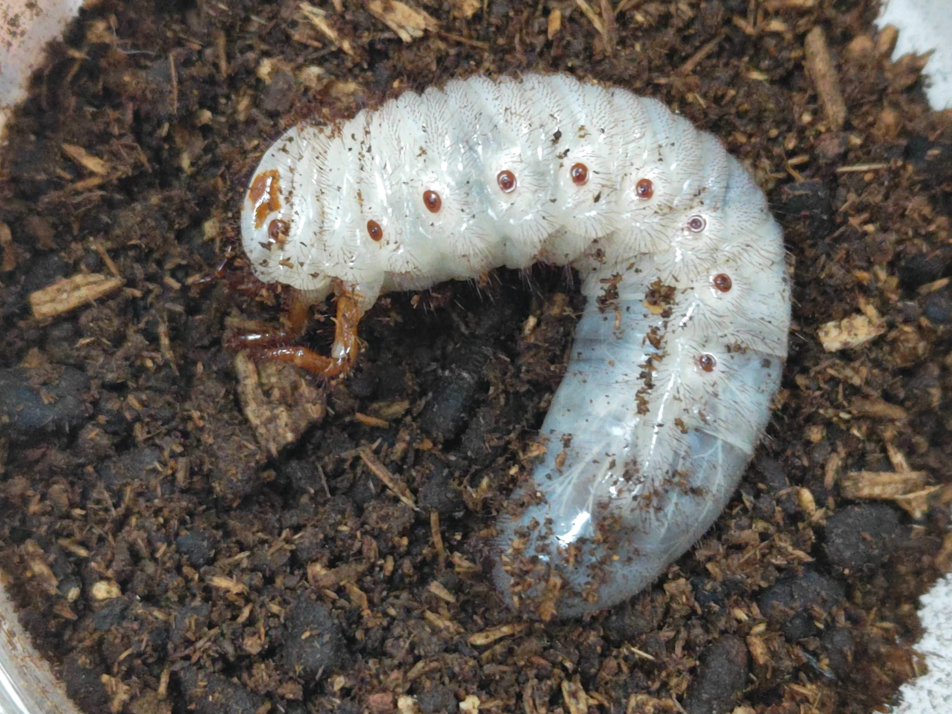国産外国産カブトムシ・クワガタムシ等昆虫専門店カラーズ
