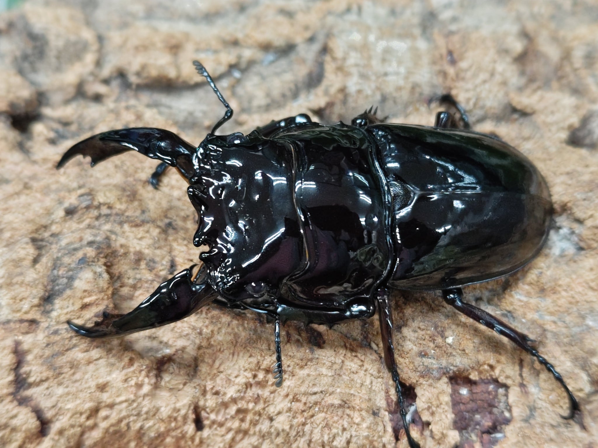 新入荷昆虫情報 – ページ 29 – クワガタムシ・カブトムシ昆虫専門店COLORS