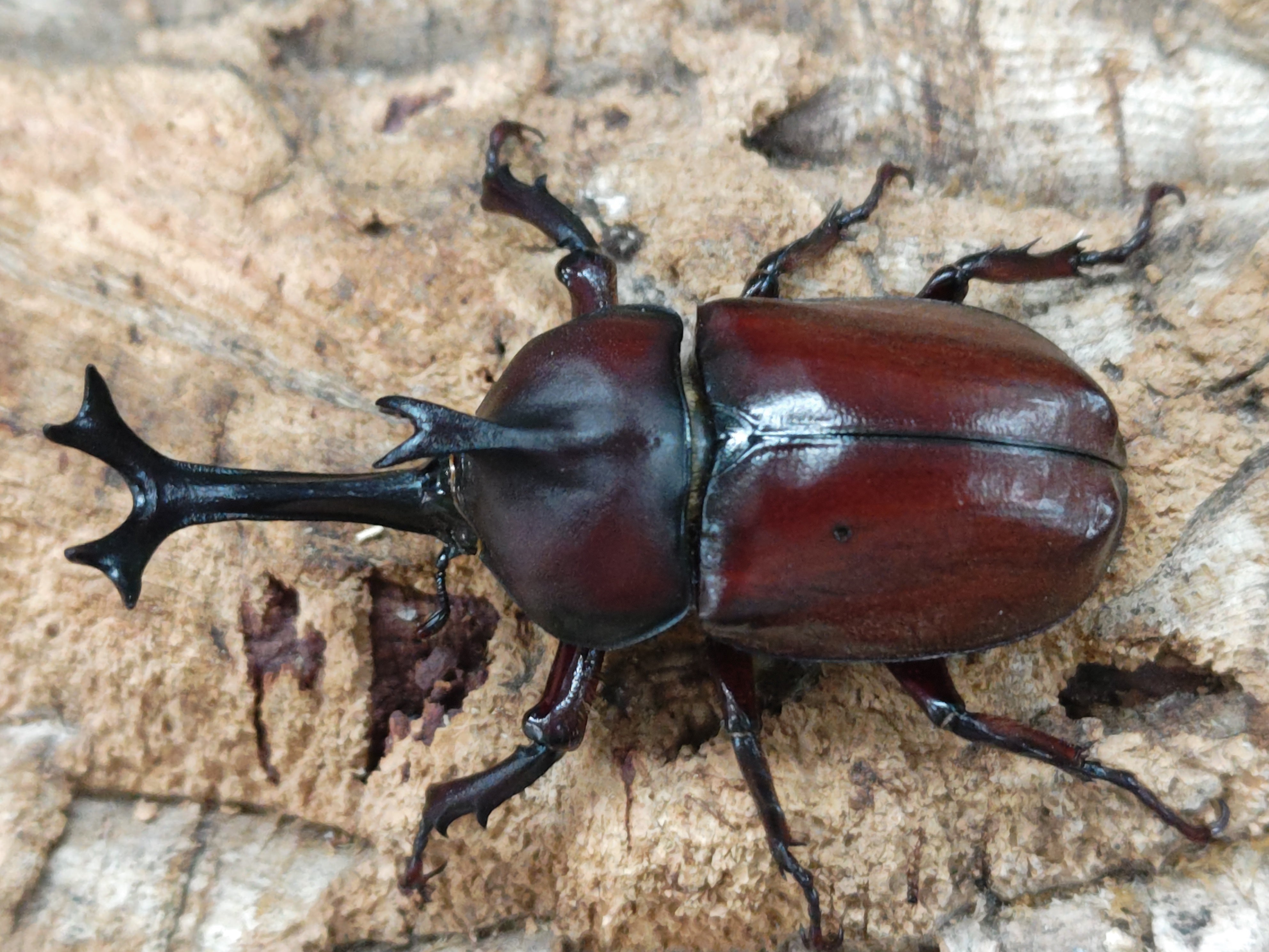 アトコブゴミムシダマシ – Insects in the Landscape