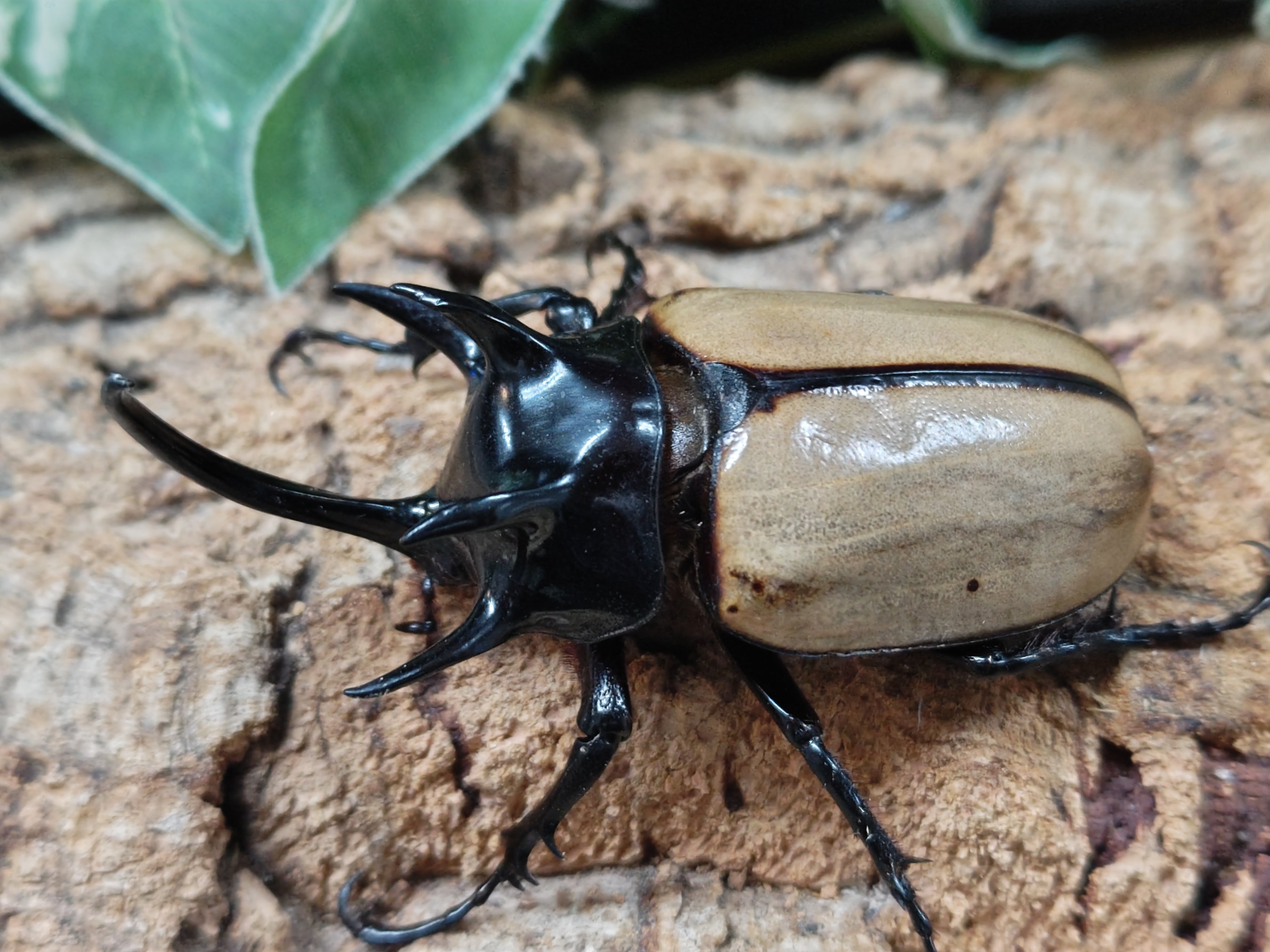 国産外国産カブトムシ・クワガタムシ等昆虫専門店カラーズ