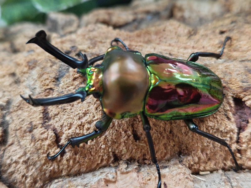 2025.10.27.新入荷!!