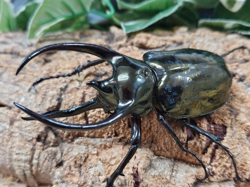 2025.11.2.新入荷!!