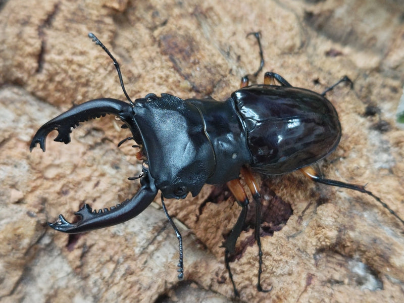 2025.11.4.新入荷!!