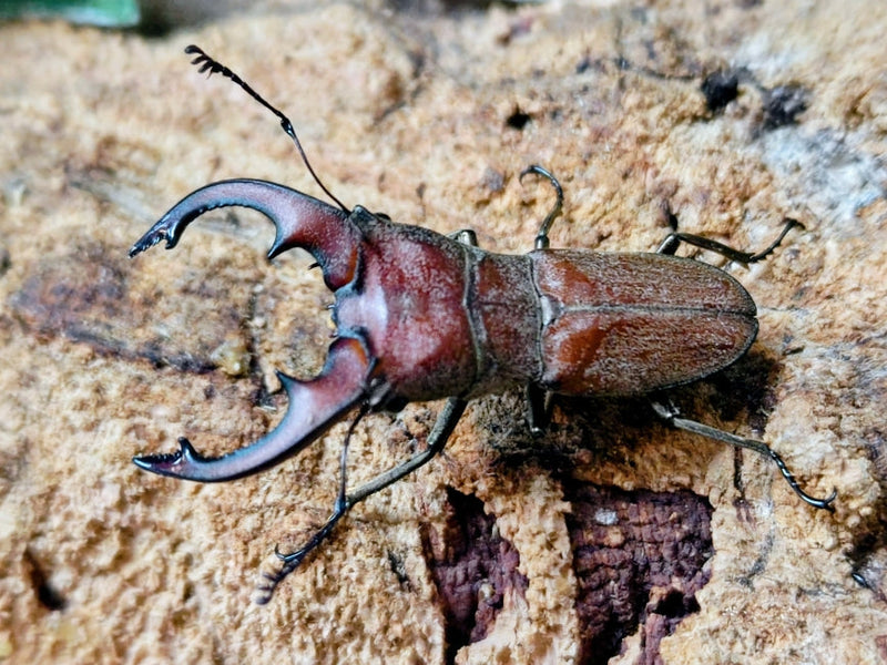 2025.11.6.新入荷!!