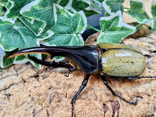 2025.11.10.新入荷!!