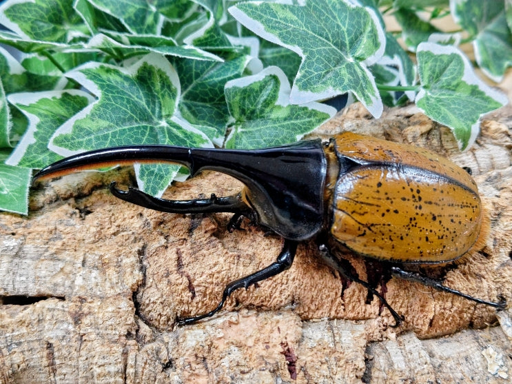 2025.11.11.新入荷!!