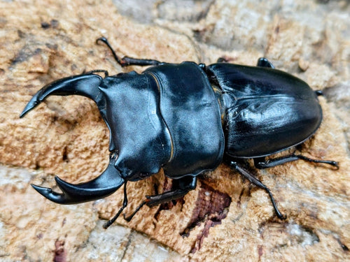 2025.11.15.新入荷!!