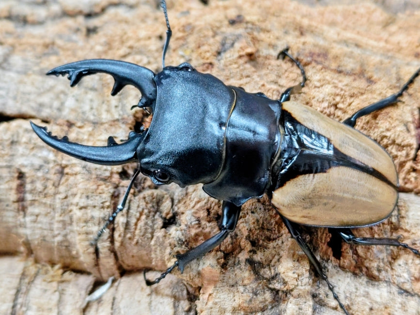 新入荷昆虫情報 – クワガタムシ・カブトムシ昆虫専門店COLORS