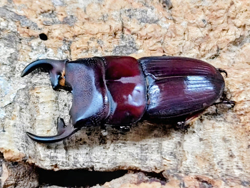 2025.12.9.新入荷!!