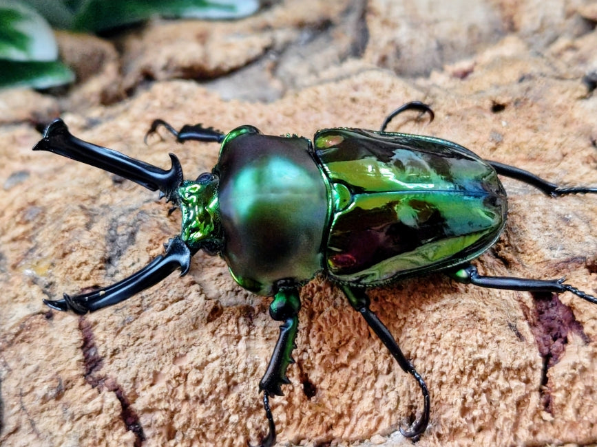 国産外国産カブトムシ・クワガタムシ等昆虫専門店カラーズ