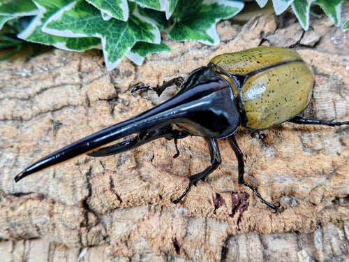 2025.12.25.新入荷!!