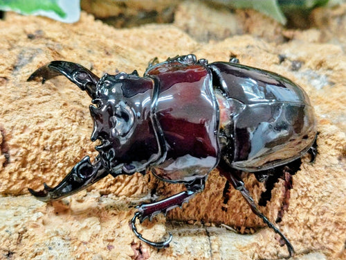 2025.12.29.新入荷!!