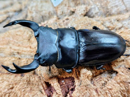 2026.1.5.新入荷!!