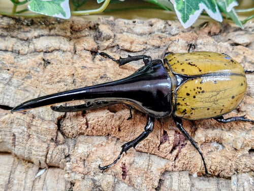 2026.1.25.新入荷!!