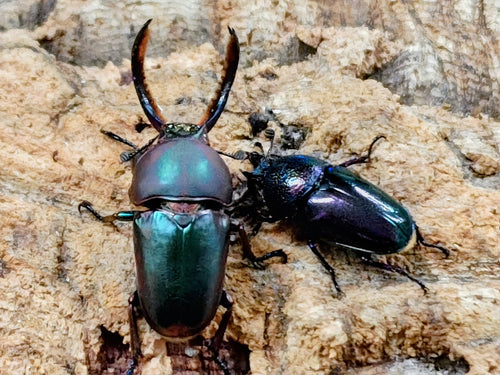 2026.1.24.新入荷!!