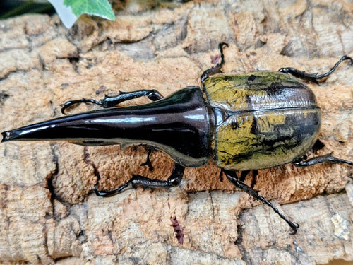 2026.1.29.新入荷!!