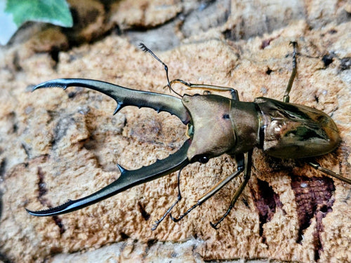 2026.1.30.新入荷!!