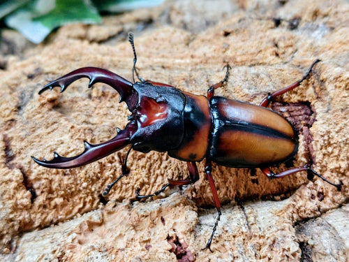 2026.1.31.新入荷!!