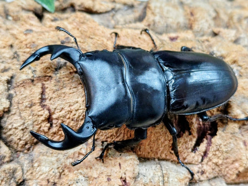 2026.2.1.新入荷!!