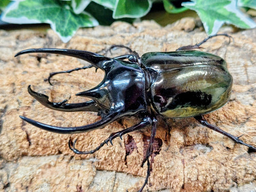 2026.2.2.新入荷!!