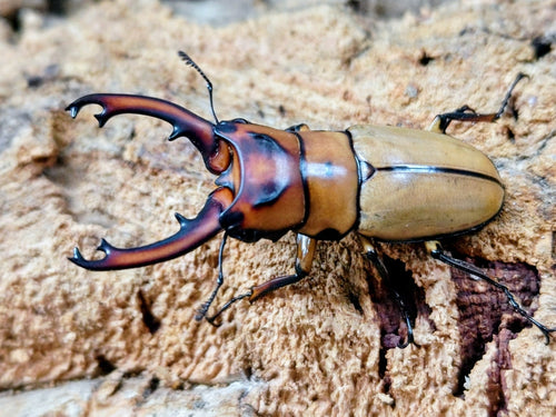 2026.2.3.新入荷!!