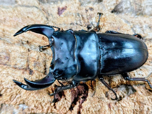 2026.2.8.新入荷!!