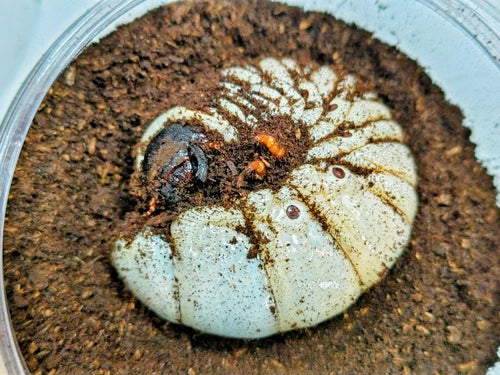 2026.2.11.新入荷!!