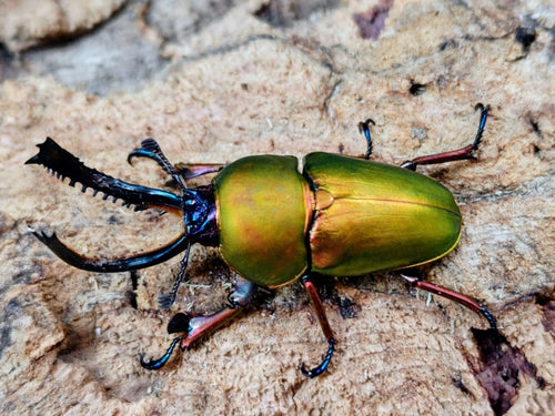 2026.2.15.新入荷!!